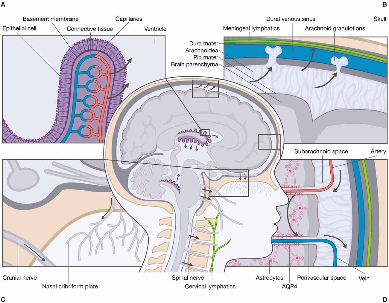 \textit{Credit: Wichmann et al. (2022). Front. Hum. Neurosci. 15:737217. CC BY 4.0.